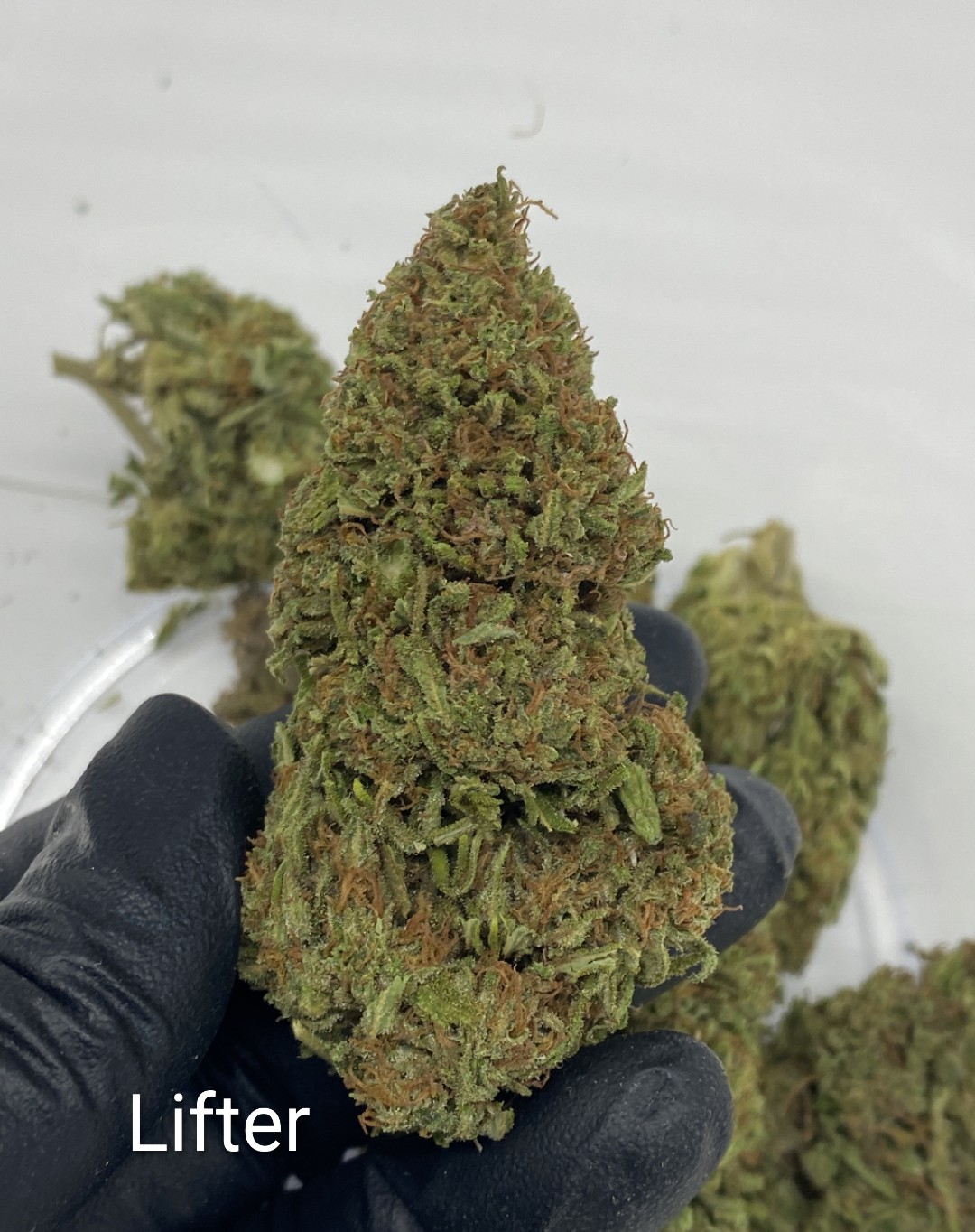 CBD flower sample from Polanco BioPharma genetics and flower production work